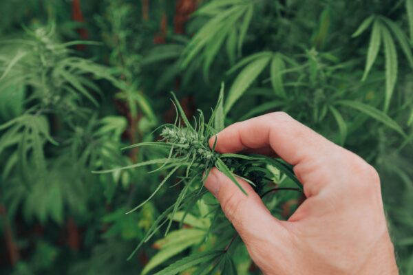 産業用大麻の花を検査する農学者