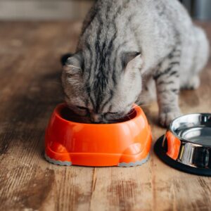 グレースコティッシュフォールドキャット・猫・エサをテーブル上で食べる