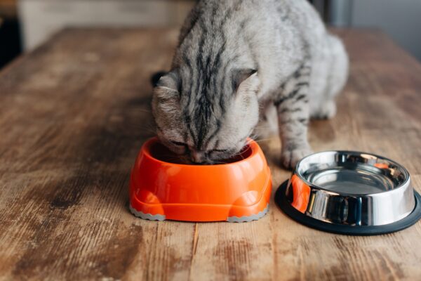 グレースコティッシュフォールドキャット・猫・エサをテーブル上で食べる