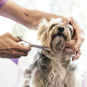 小さな犬のグルーミング