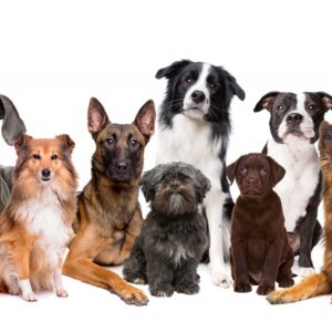犬群