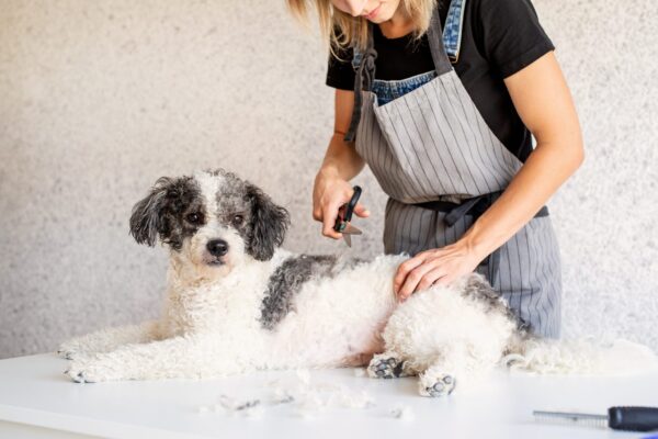 犬をグルーミングする女性・ペットショップ・ペットサロン