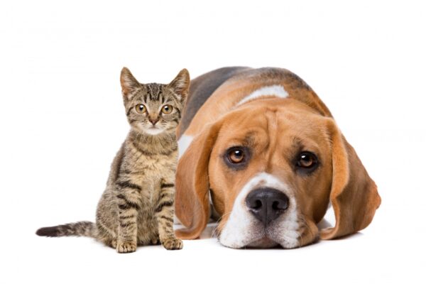 ペット：小型猫と犬
