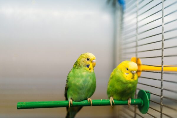 ペットショップで棒立ちに座る2羽のオウム