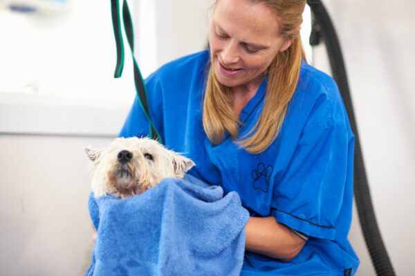 ペットサロンで犬の毛を乾かす女性