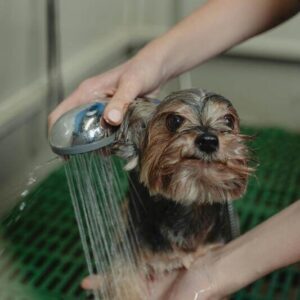 小型犬がシャンプーされている写真